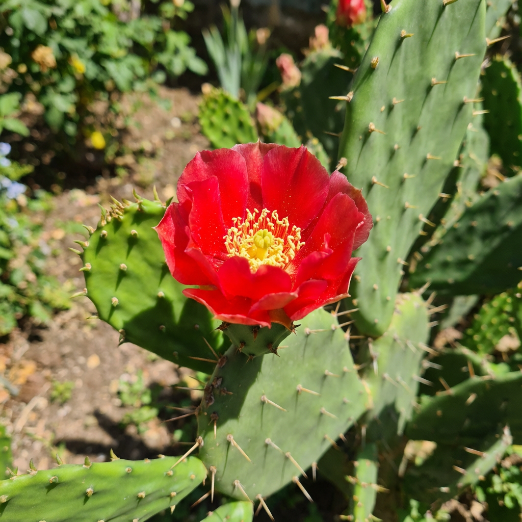 Red Opuntia Ficus Indica Fruit Planting - Seeds for Delicious Cactus Fruits in Your Garden