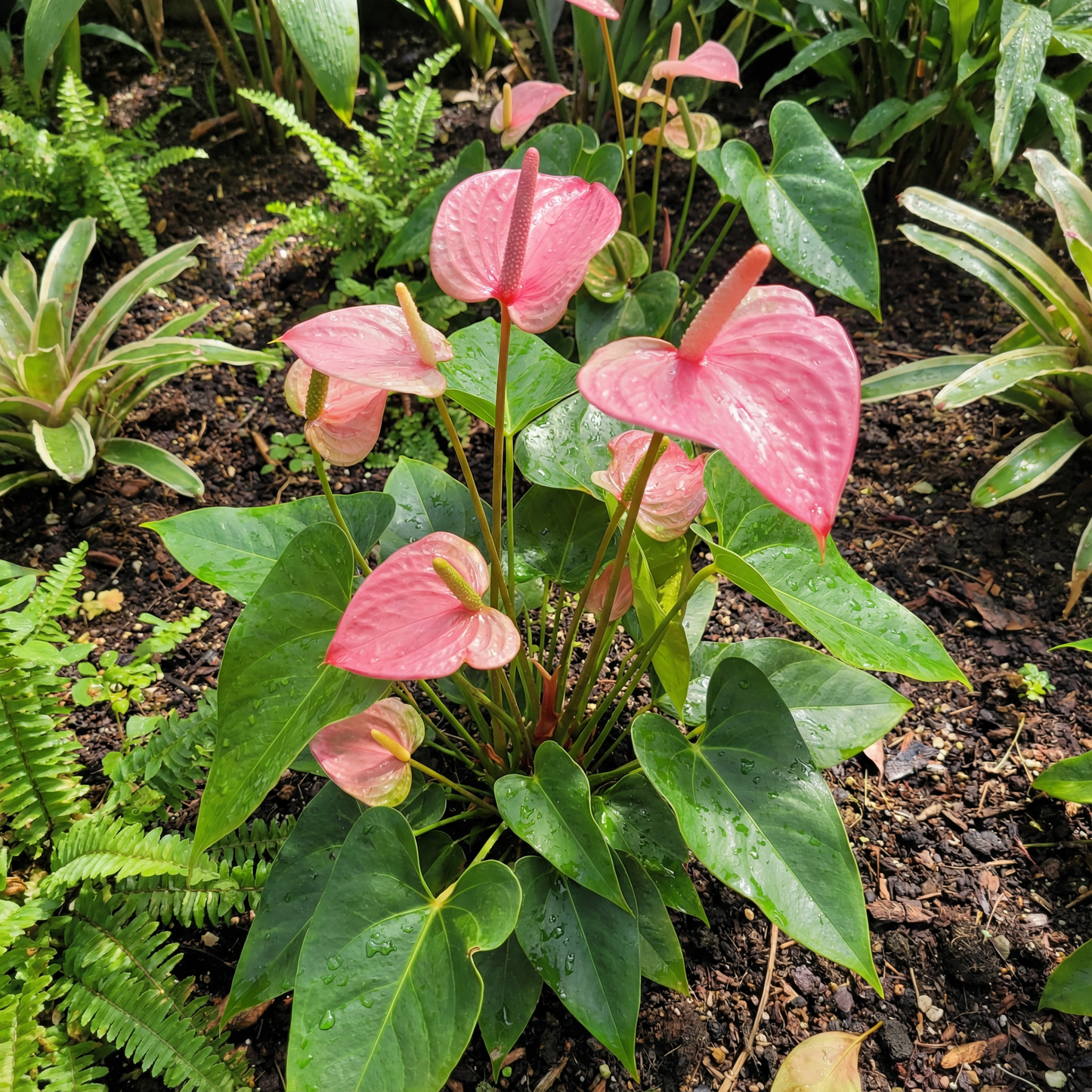Pink Anthurium Seeds for Hydroponic Planting