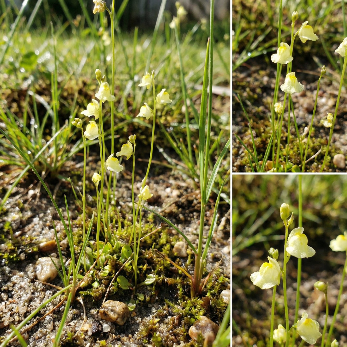 Utricularia Arenaria Pflanzensamen für Einzigartige und Exotische Gartenarbeit