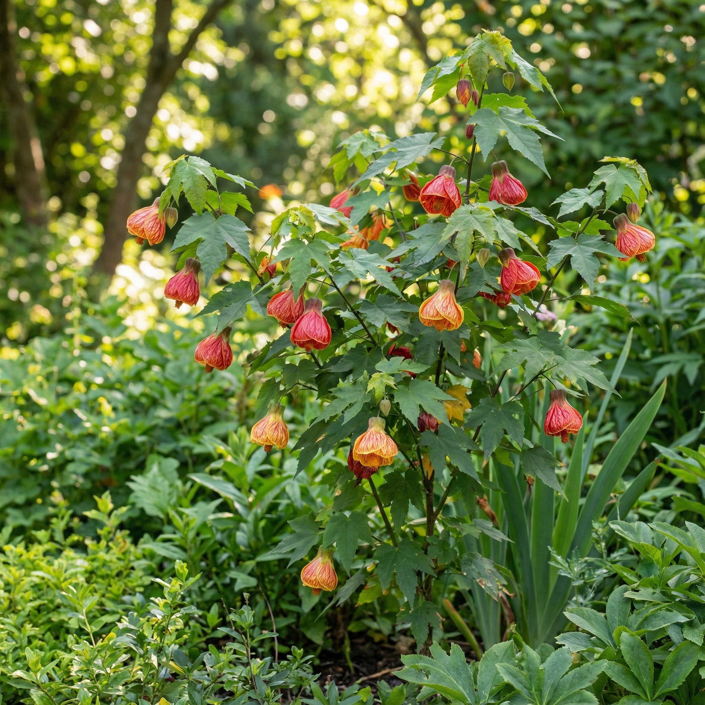 Semi di Abutilon Bellevue Fioriti Luminosi per Piantare