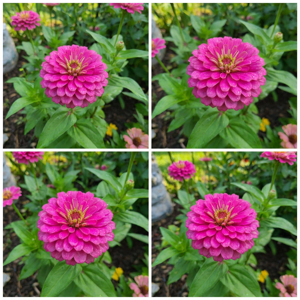 ジニアの種 ― 鮮やかな庭の花咲く濃い桃色の花の種 – Pure Asia Seeds