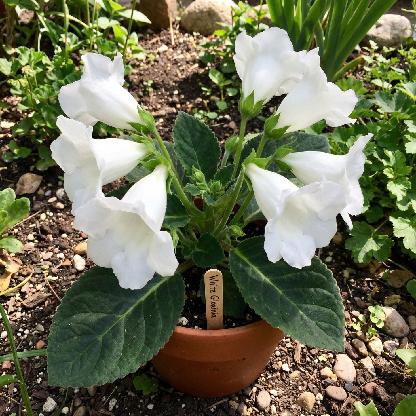 Affordable White Gloxinia Seeds for Planting Perfect for Bonsai and Balcony Gardens