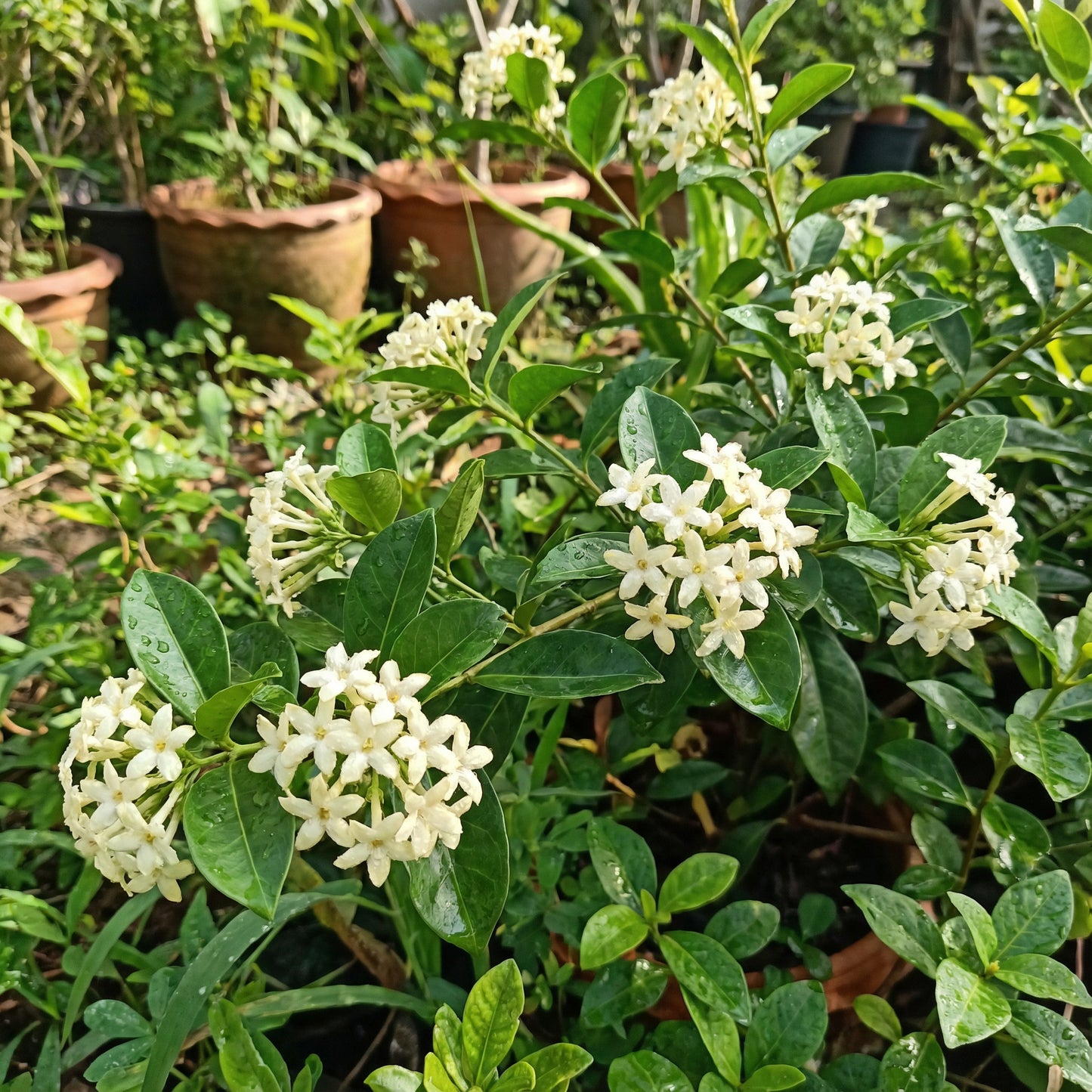 White Cryptolepis Flower Seeds for planting