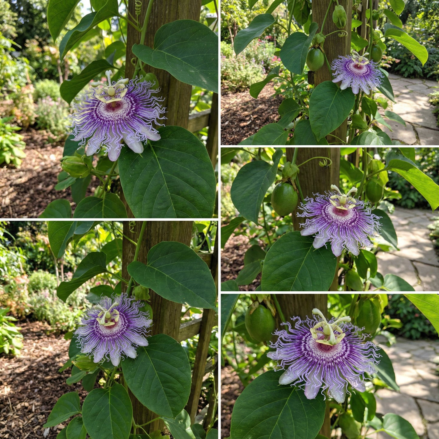 Riesengranadilla Flower Seeds for Planting: Grow Your Own Exotic Passion Fruit Plants!