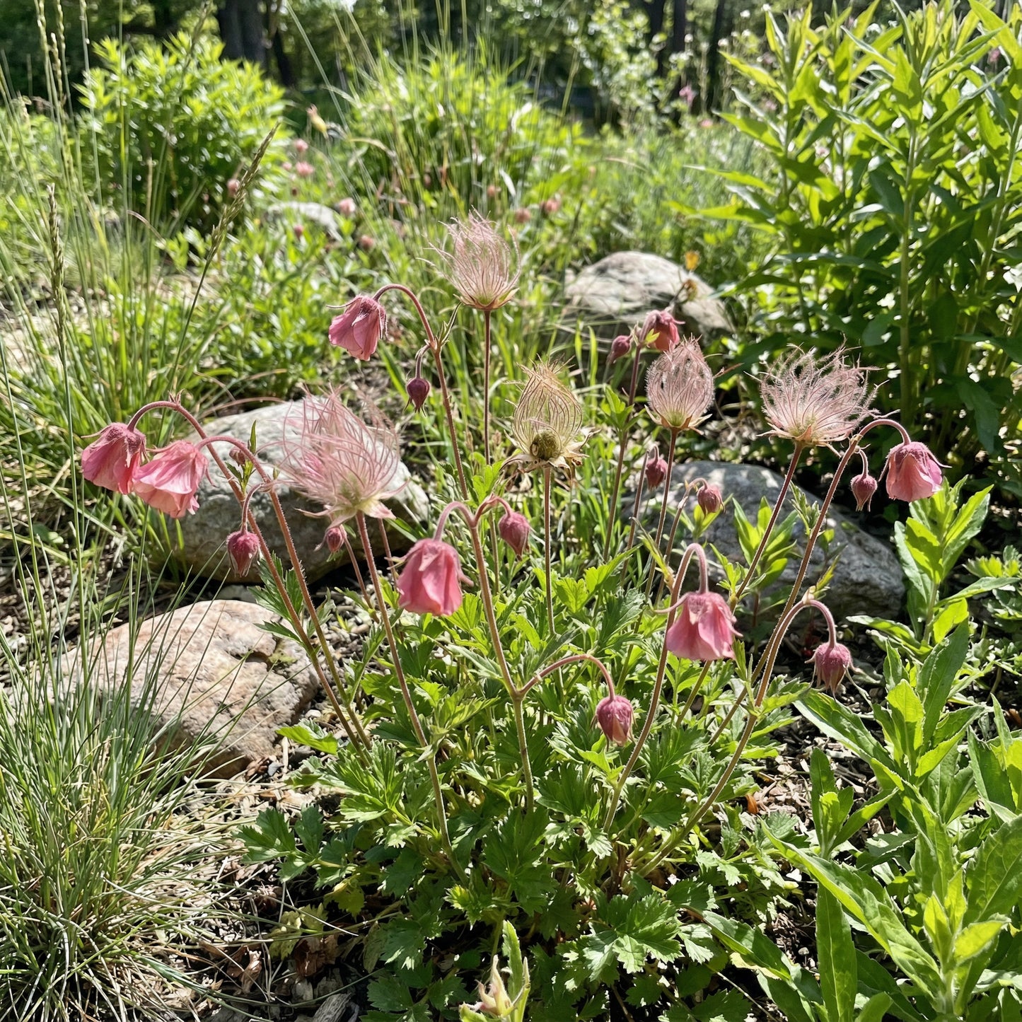 Triflorum Flower Seeds for Easy and Beautiful Garden Planting