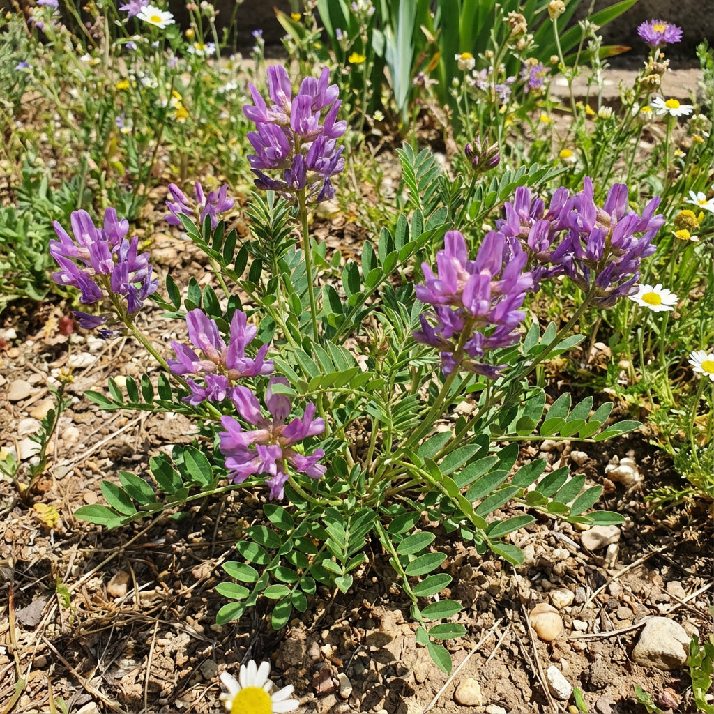 Buy Astragalus Seeds for Planting - Grow Beautiful Flowers