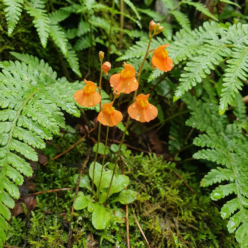 Utricularia Orange Flower Seeds - Easy Planting Guide