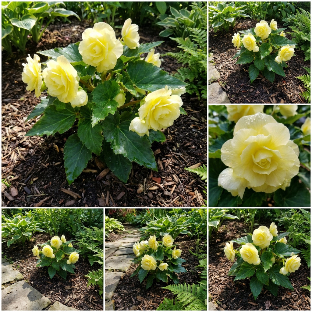 Plant Light Yellow Begonia Flower Seeds Perfect for Your Garden