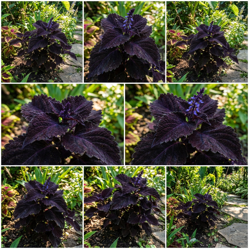 Black Dragon Coleus Seeds for Planting