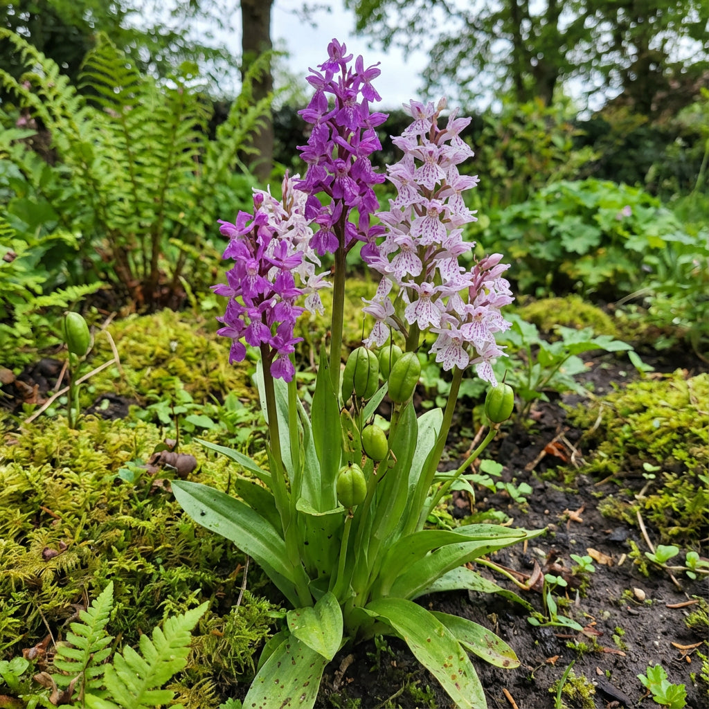 Samen Orchidee Flower Seeds for Planting