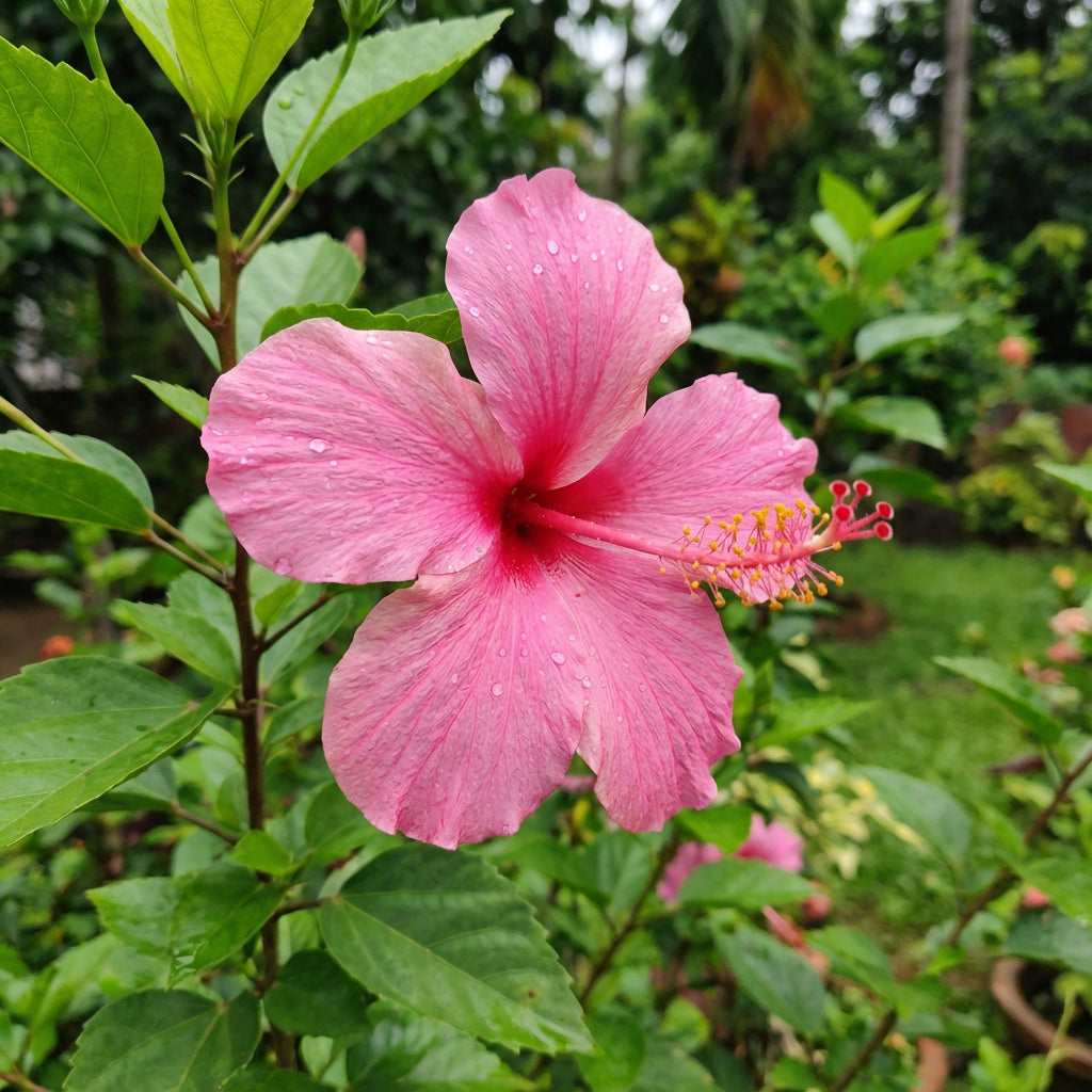 Pink Hibiscus Flower Seeds Perfect for Growing Gorgeous Blooms in Your Home Garden