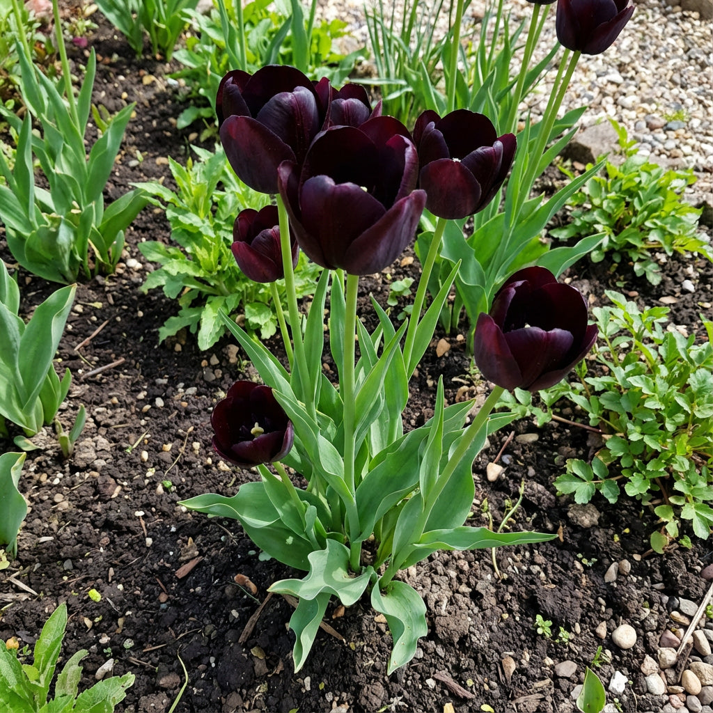 Black Tulip Flowering Seeds For Planting and Gardening