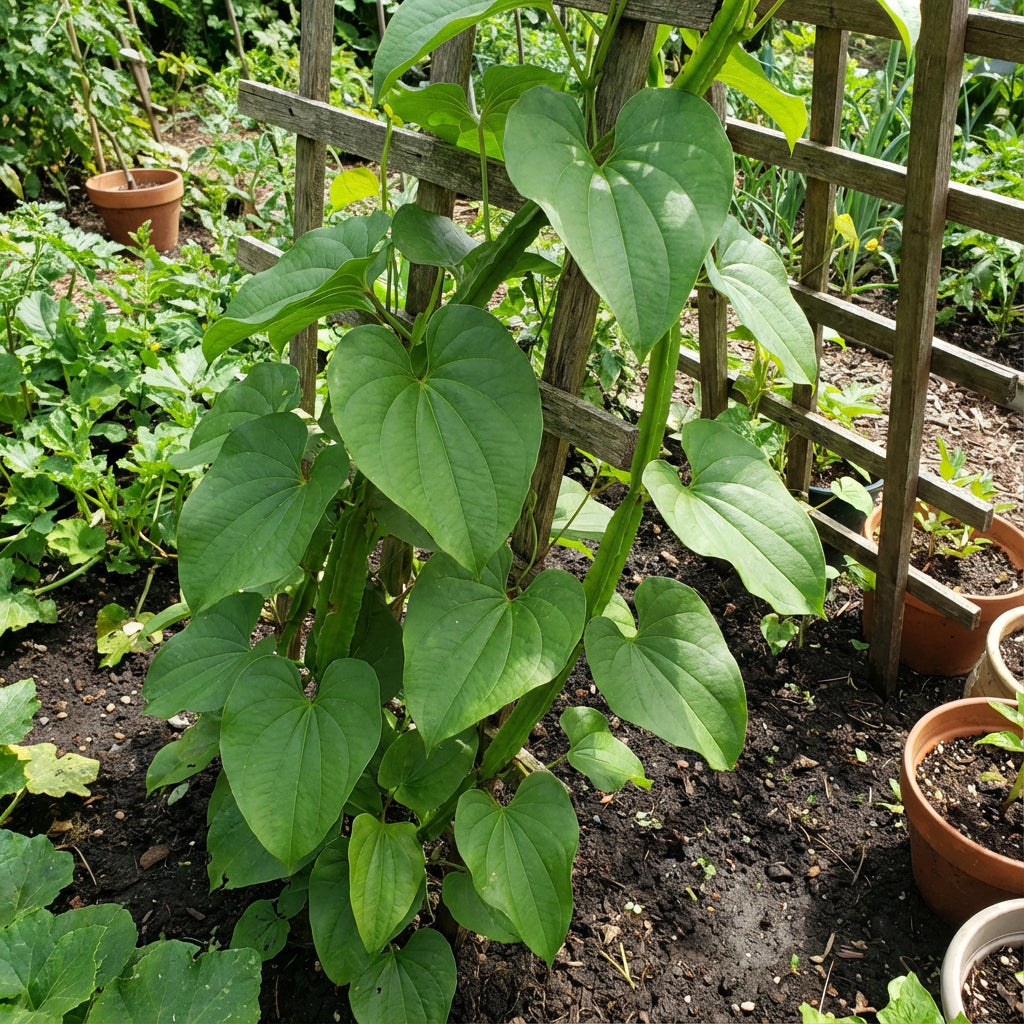 Dioscorea Alata Seeds for Vegetable Gardening and Planting