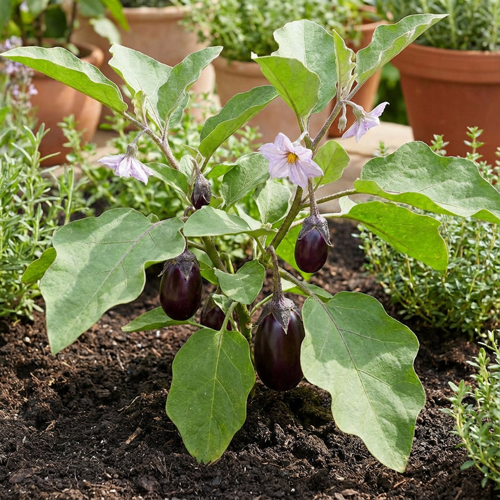 Ophelia Eggplant Vegetable Seeds for Planting