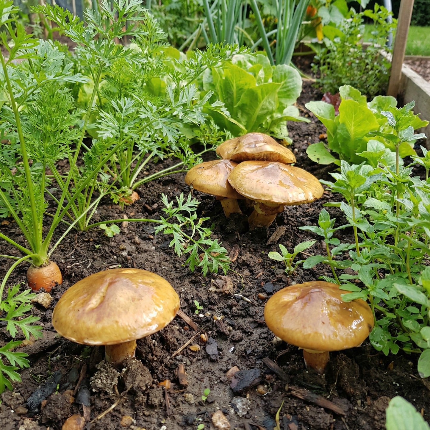 Slippery Jack Mushroom Vegetable Seeds for Planting