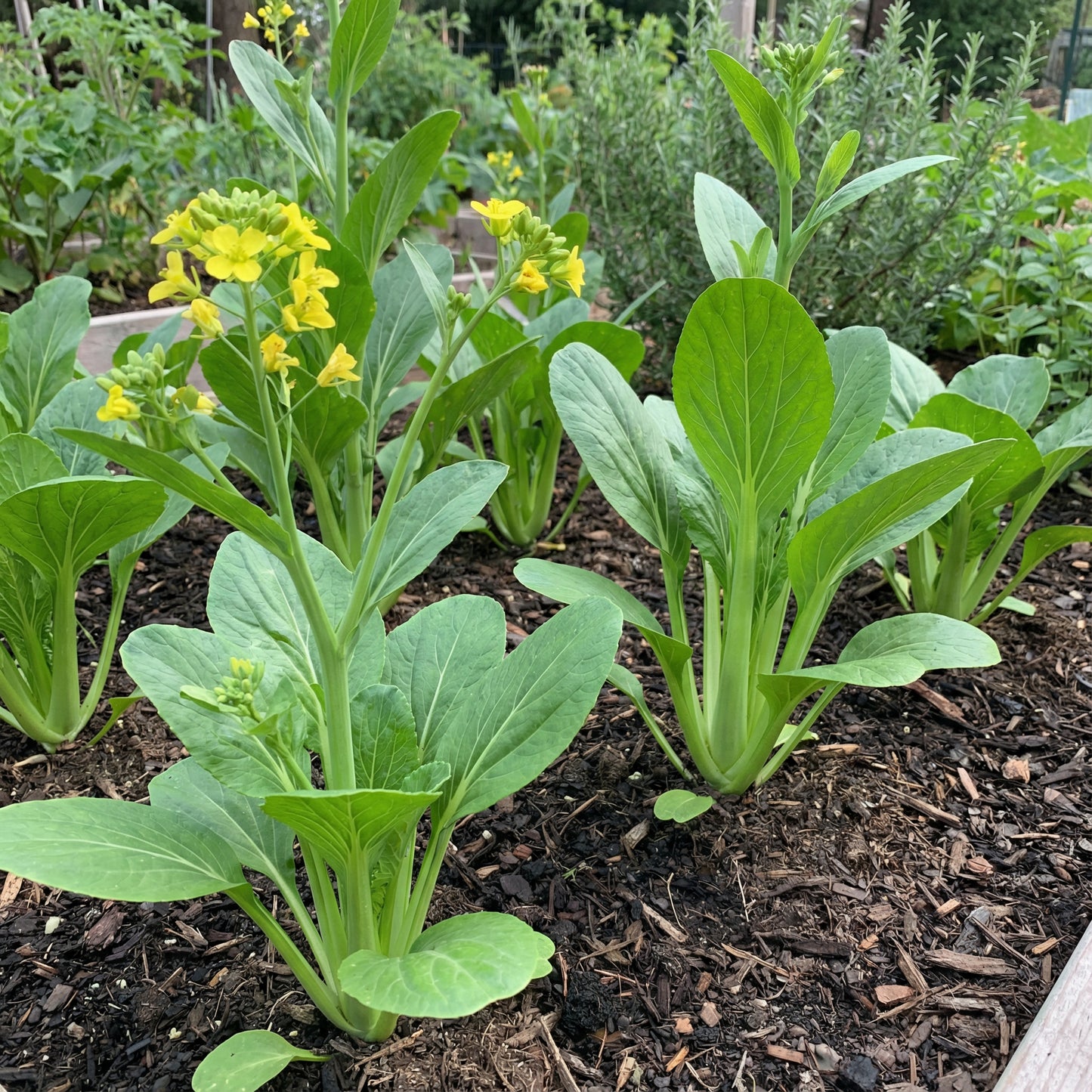 Choy Sum Vegetable Seeds for Quick and Easy Growth