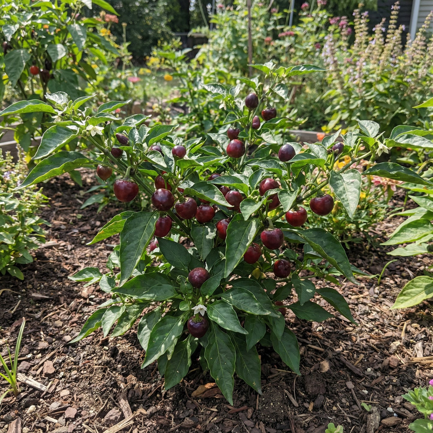 Hurt Berry Pepper Seeds for Planting