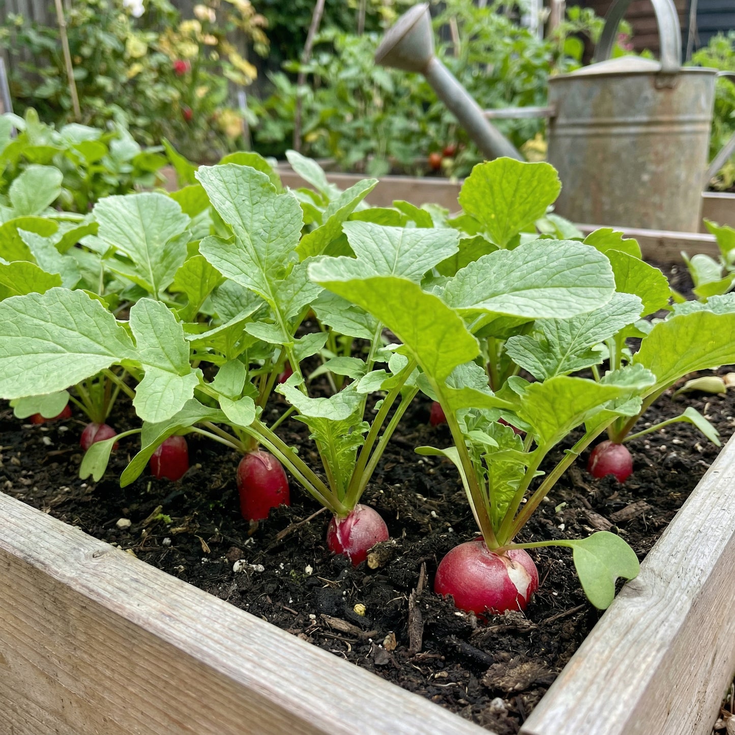 Organic Radish Seeds for Garden Planting