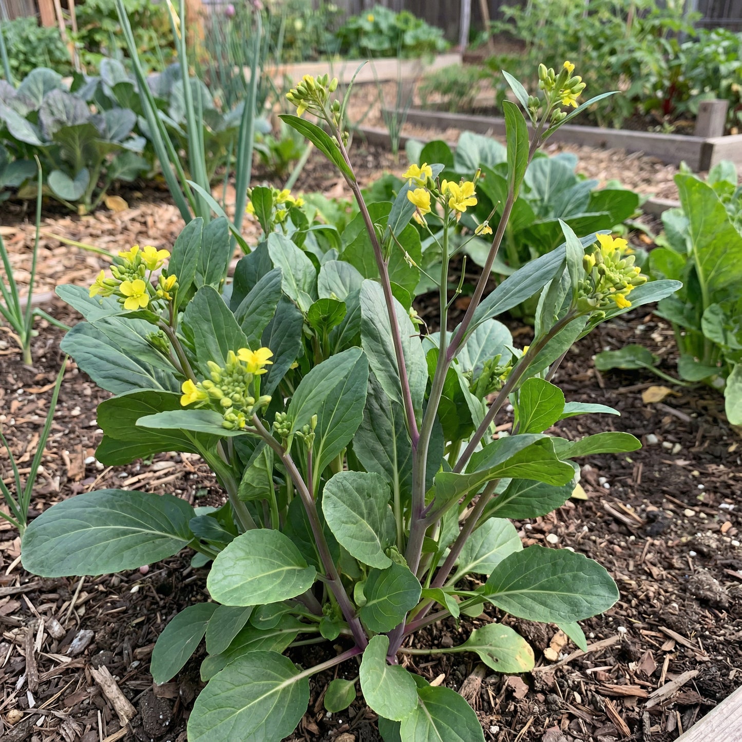 Yu Choy Vegetable Planting Seeds