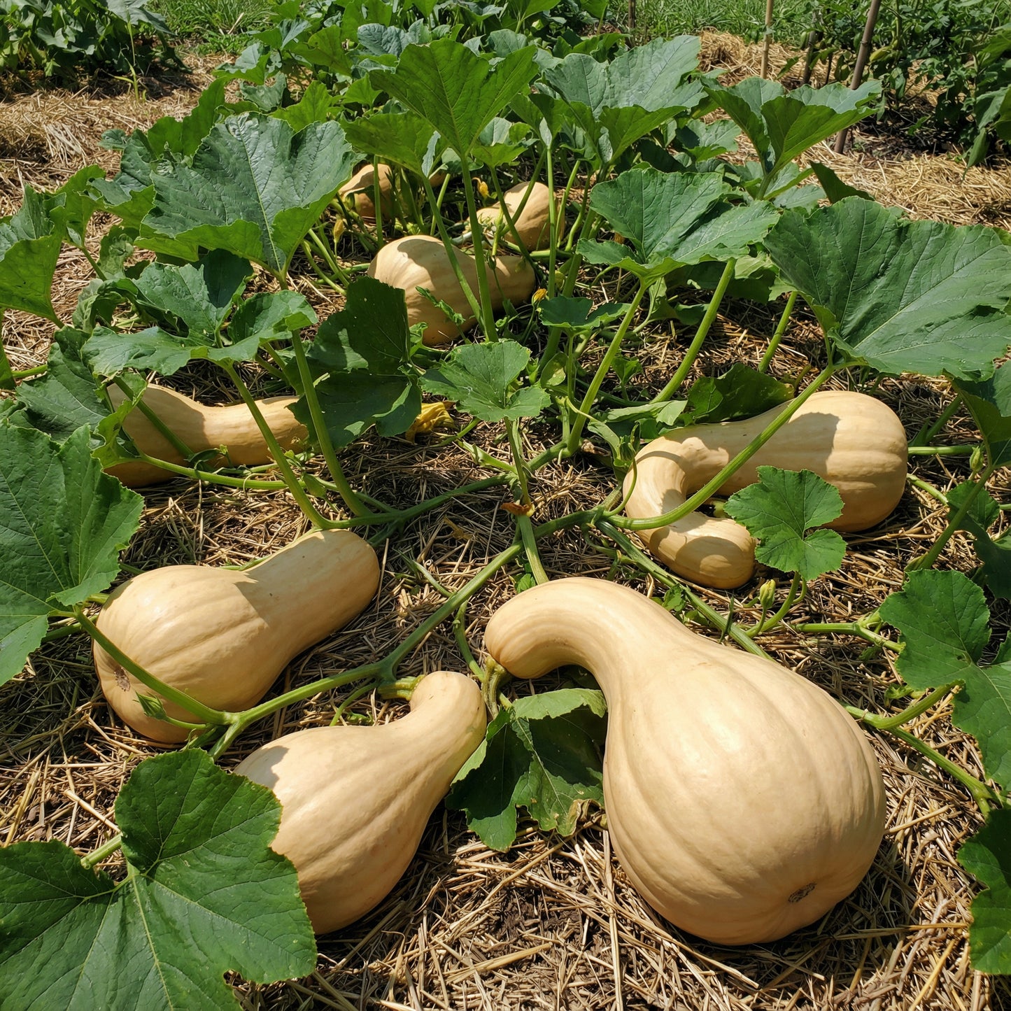 Amish Pie Squash Seeds for Easy Planting