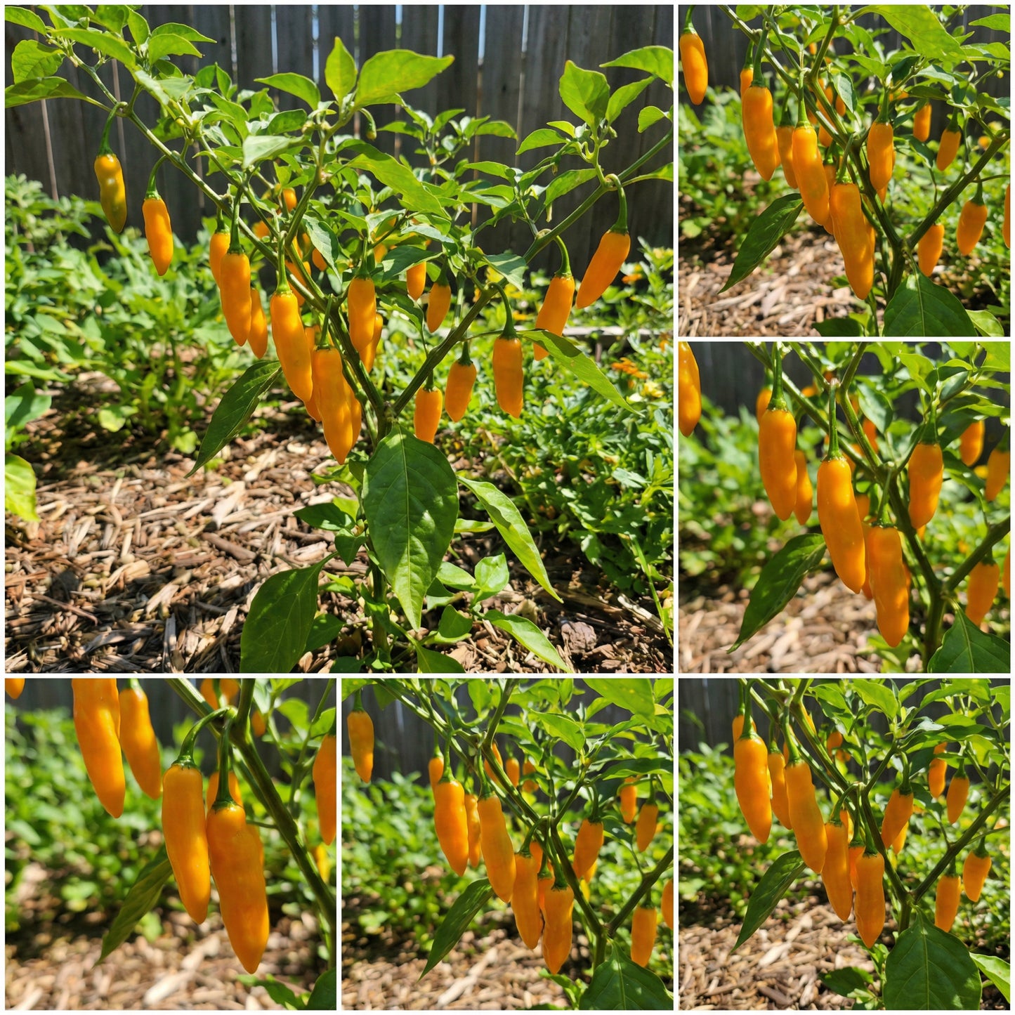 Aji Mango Chile Pepper Seeds for Planting