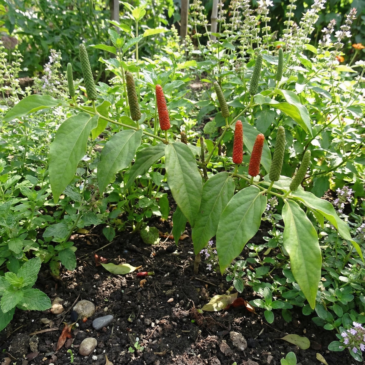 Longum Pepper Vegetable Seeds for Easy Planting