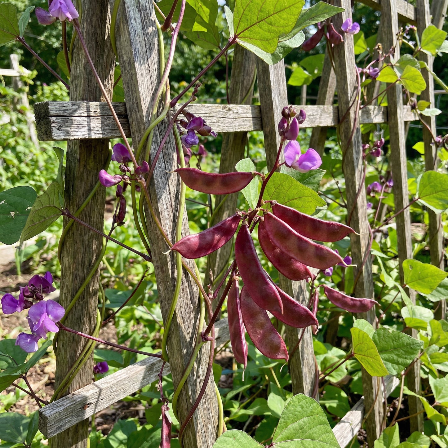 Hyacinth Bean Vegetable Seeds for Planting