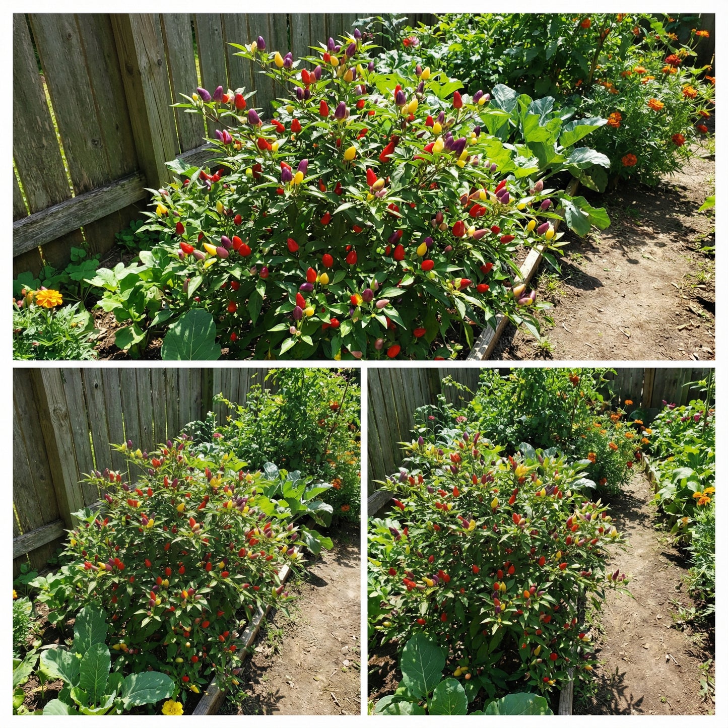 Ornamental Pepper Flower Seeds Mix, Planting