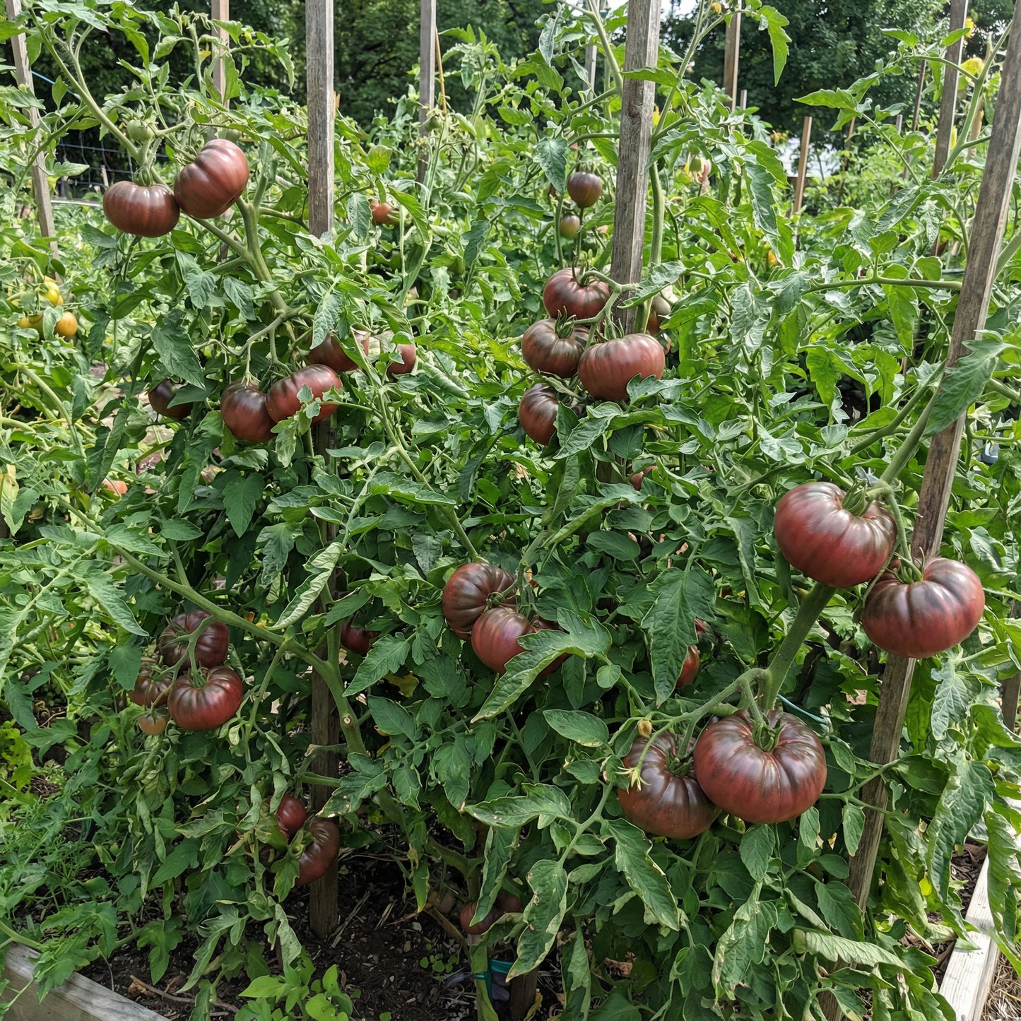 Cherokee Vegetable Seeds for Planting