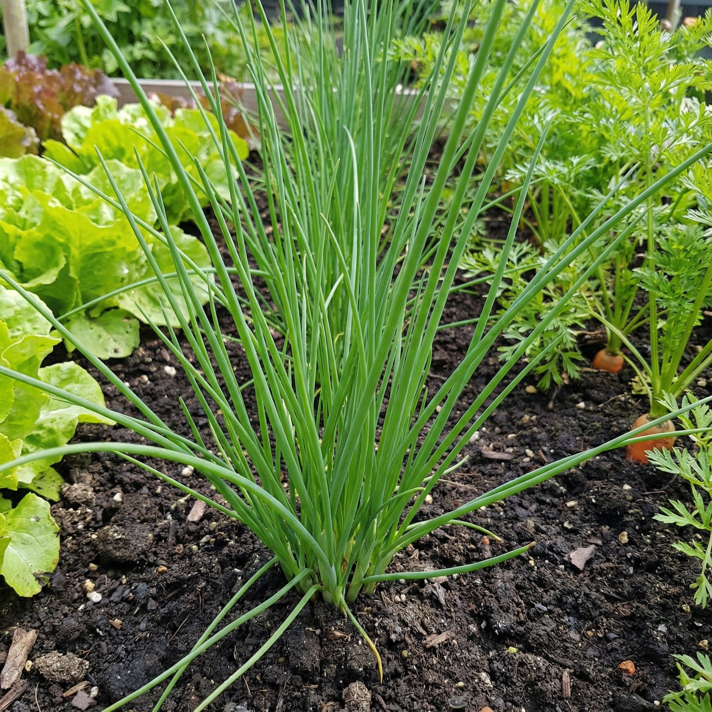 Green Chive Vegetable Seeds - Perfect for Planting
