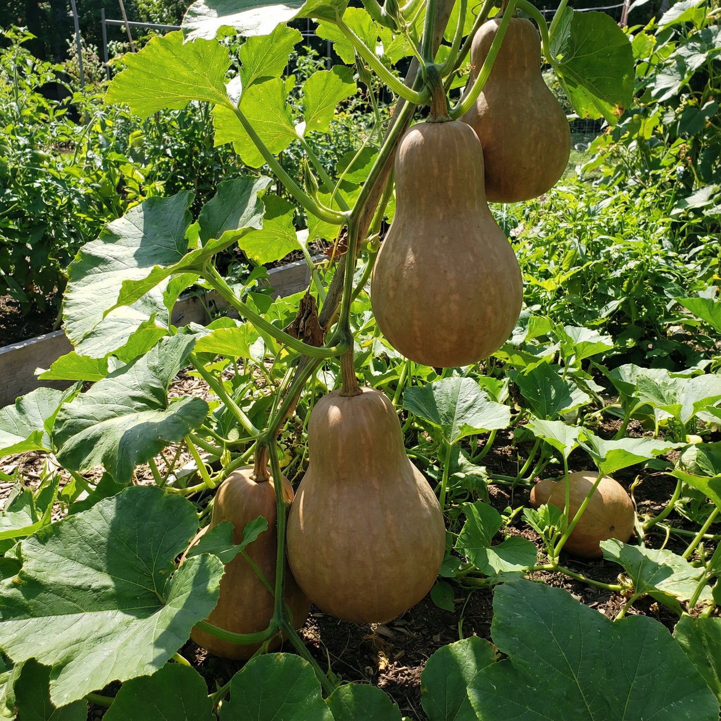 Brown Giant Gourd Vegetable Seeds for Planting