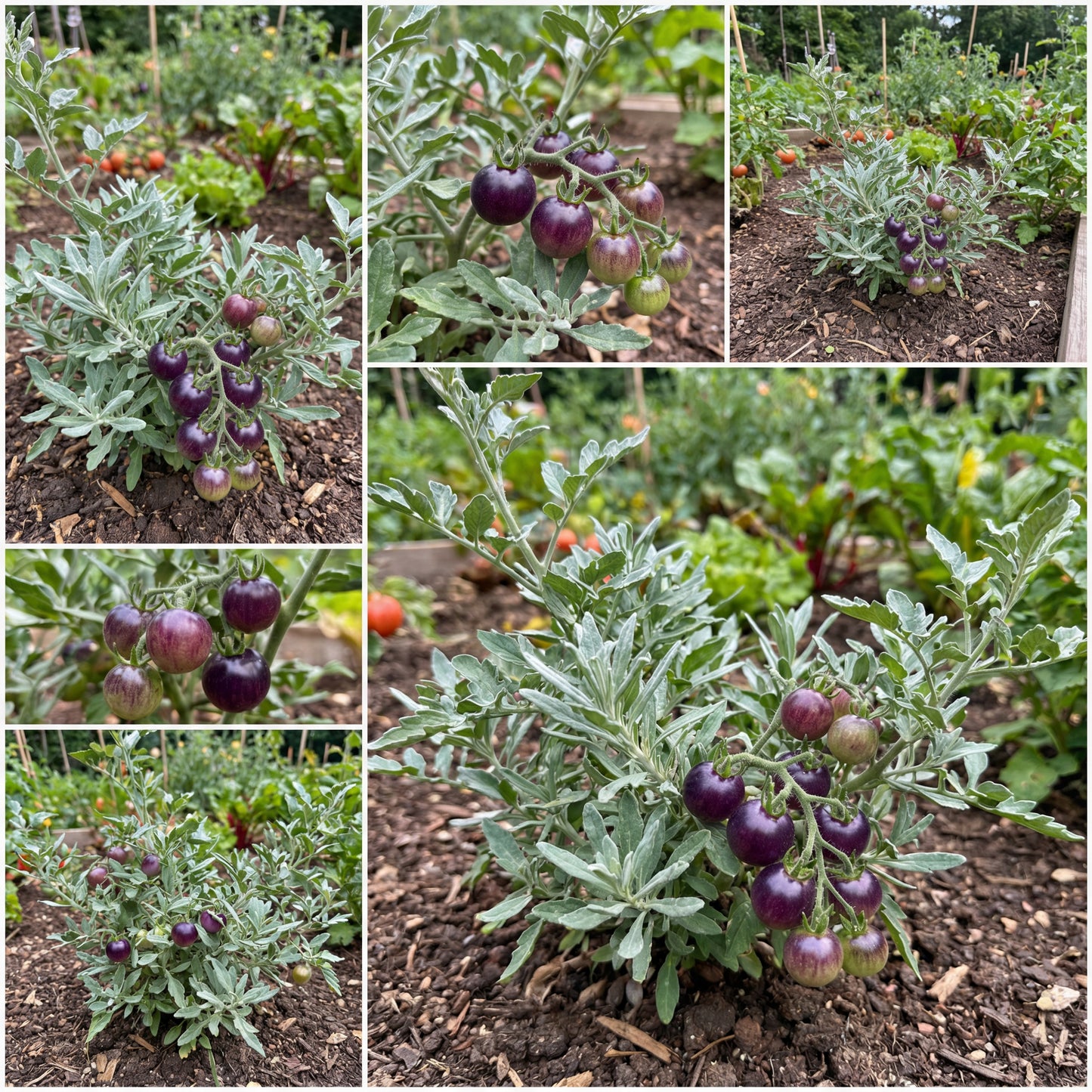 Lavender Tomato Seeds - Perfect for Planting