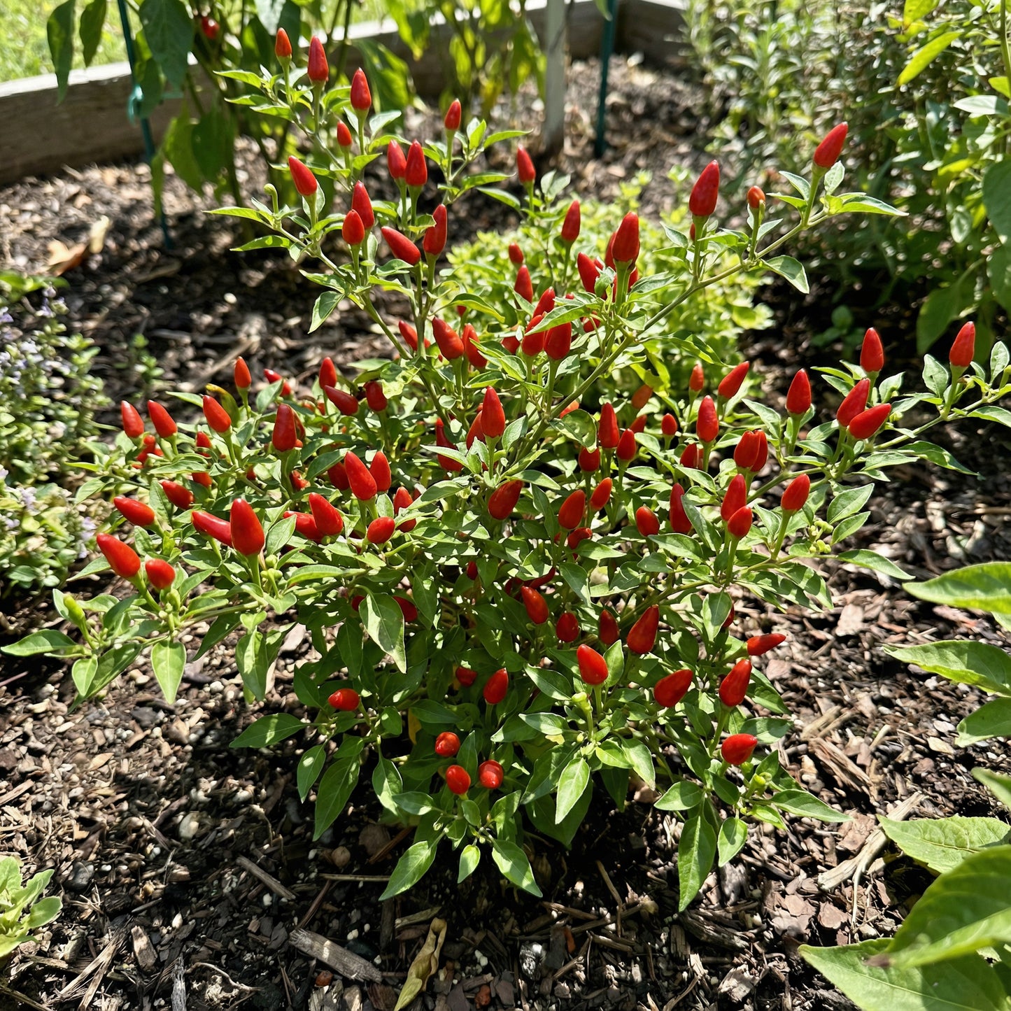 Scorpion Vegetable Seeds for Planting