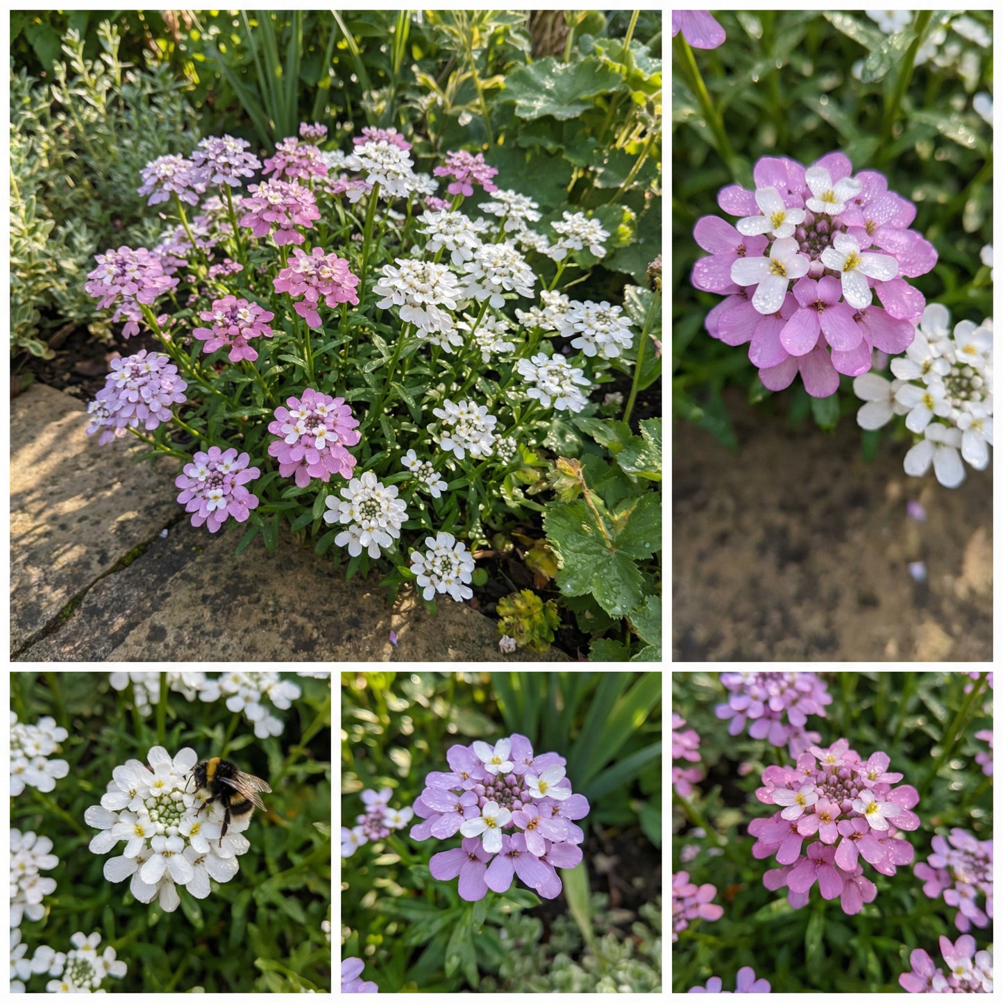 Mix Candytuft Flower Seeds for Planting - Colorful Annual Blooms for Vibrant Gardens