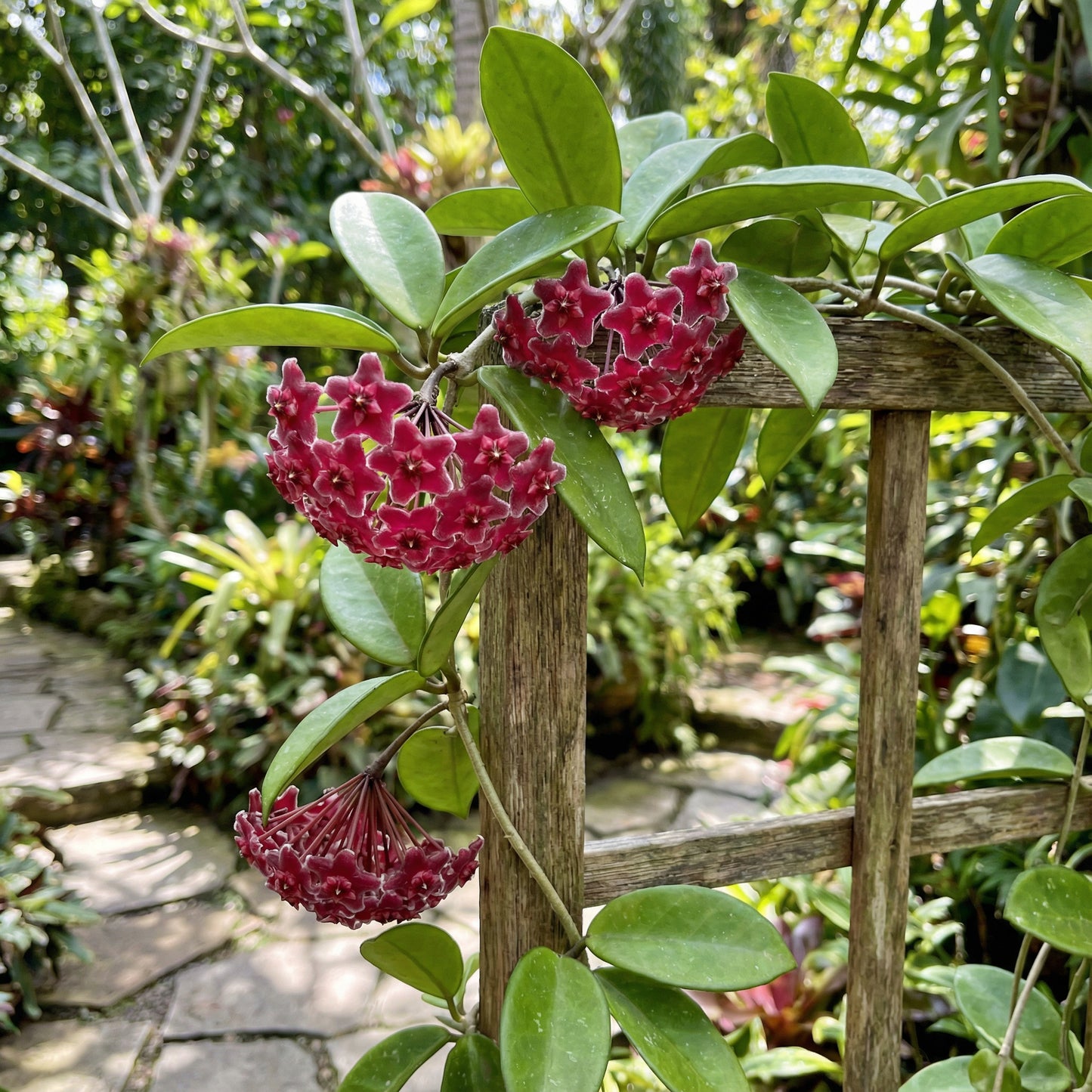 Red Hoya Flower Seeds for Planting - Vibrant Star-Shaped Blooms