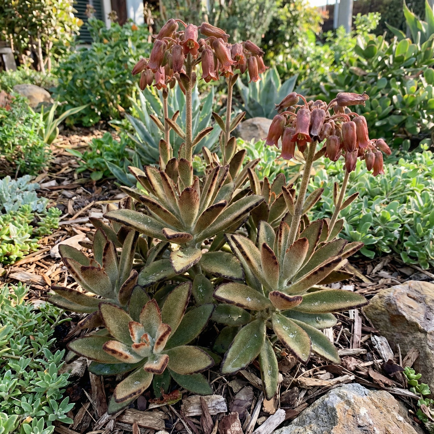Brown Kalanchoe Seeds for Planting - Bonsai Flower Variety