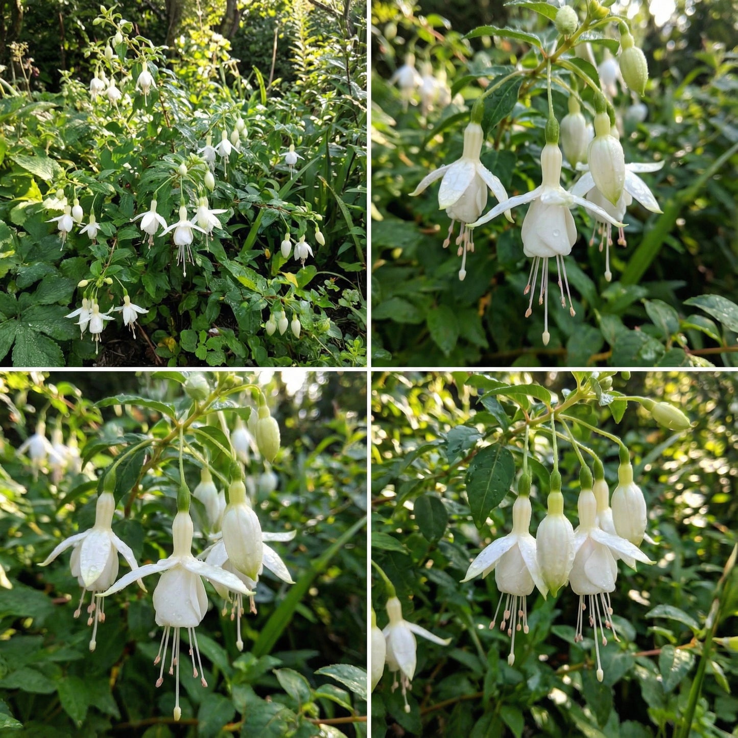 White Fuchsia Flower Seeds for Planting - Gorgeous Annual Blooms