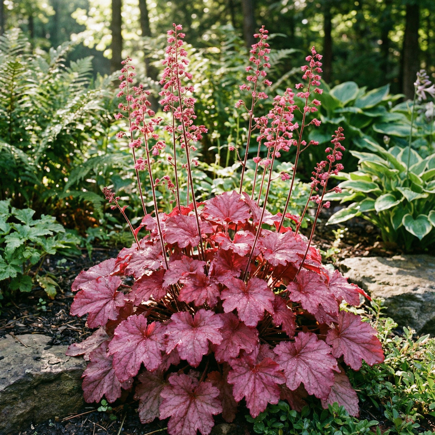 Pink Heuchera Seeds for Planting - Stunning Garden Perennials