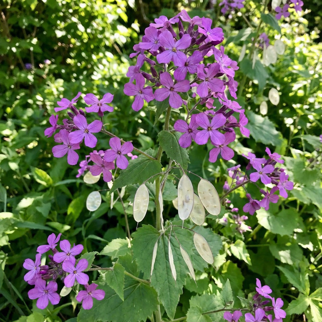 Violet Lunaria Money Plant Seeds for Planting - Unique Coin-Shaped Leaves