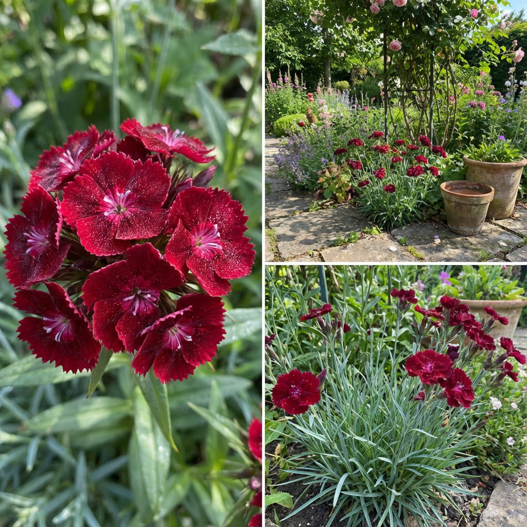 Maroon William Dianthus Seeds for Planting | Vibrant Annual Flower Seeds