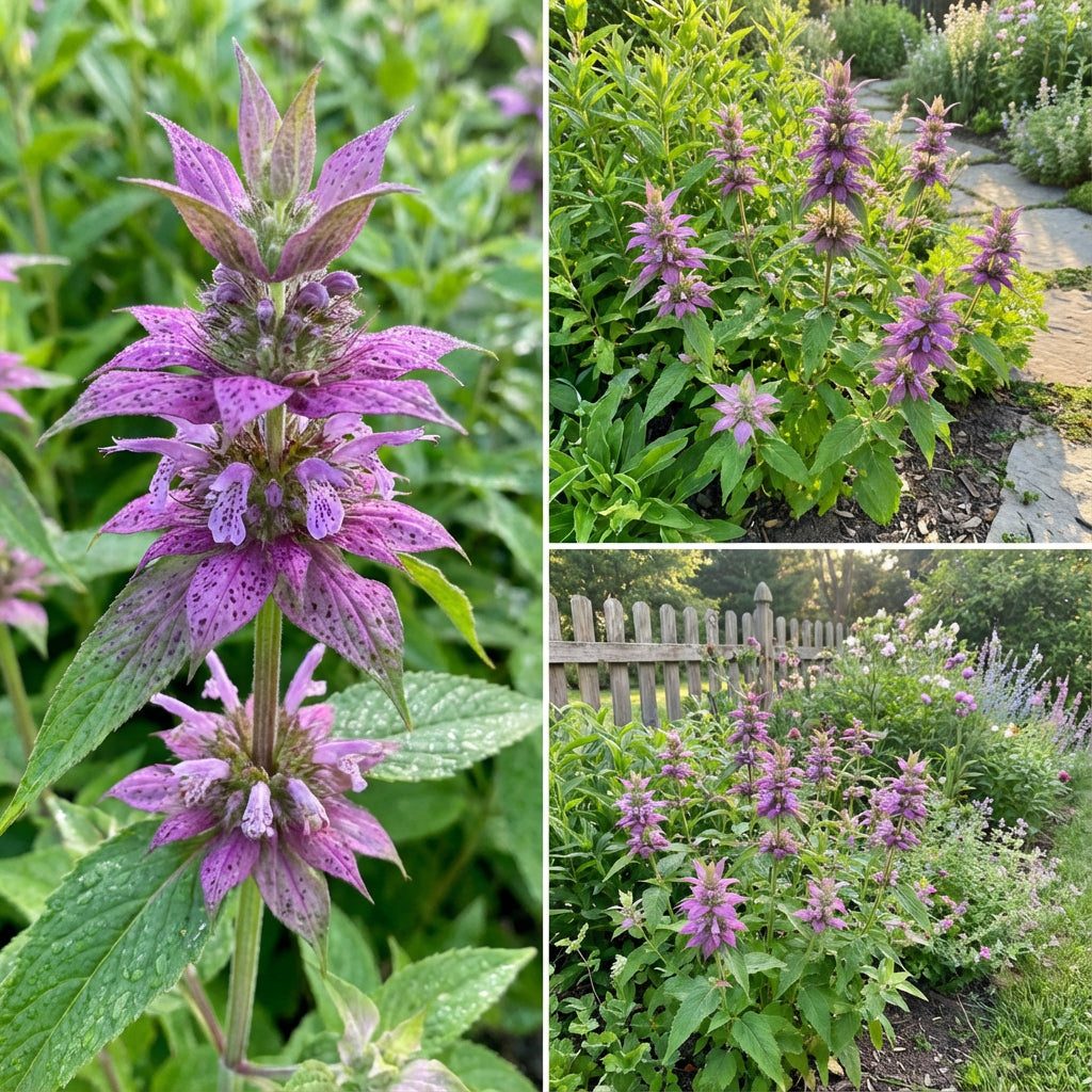 Purple Monarda Punctata Seeds for Planting Vibrant Perennial Blooms
