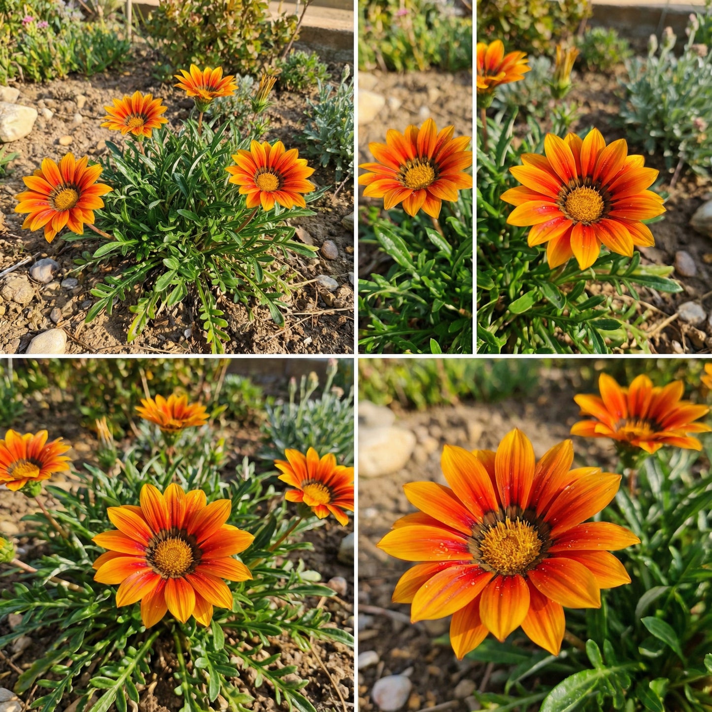 Graines de fleurs de gazania éclatantes orange pour un jardin saisissant et coloré