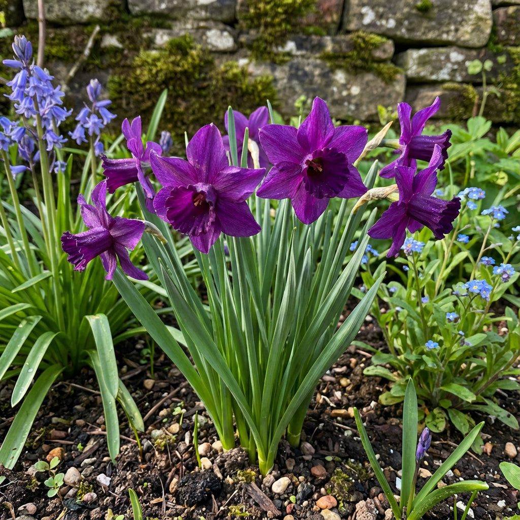 Purple Daffodil Flower Seeds for Easy Planting