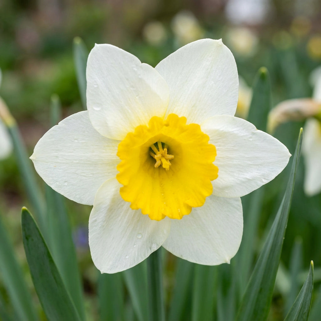 White and Yellow Daffodil Flower Seeds for Planting