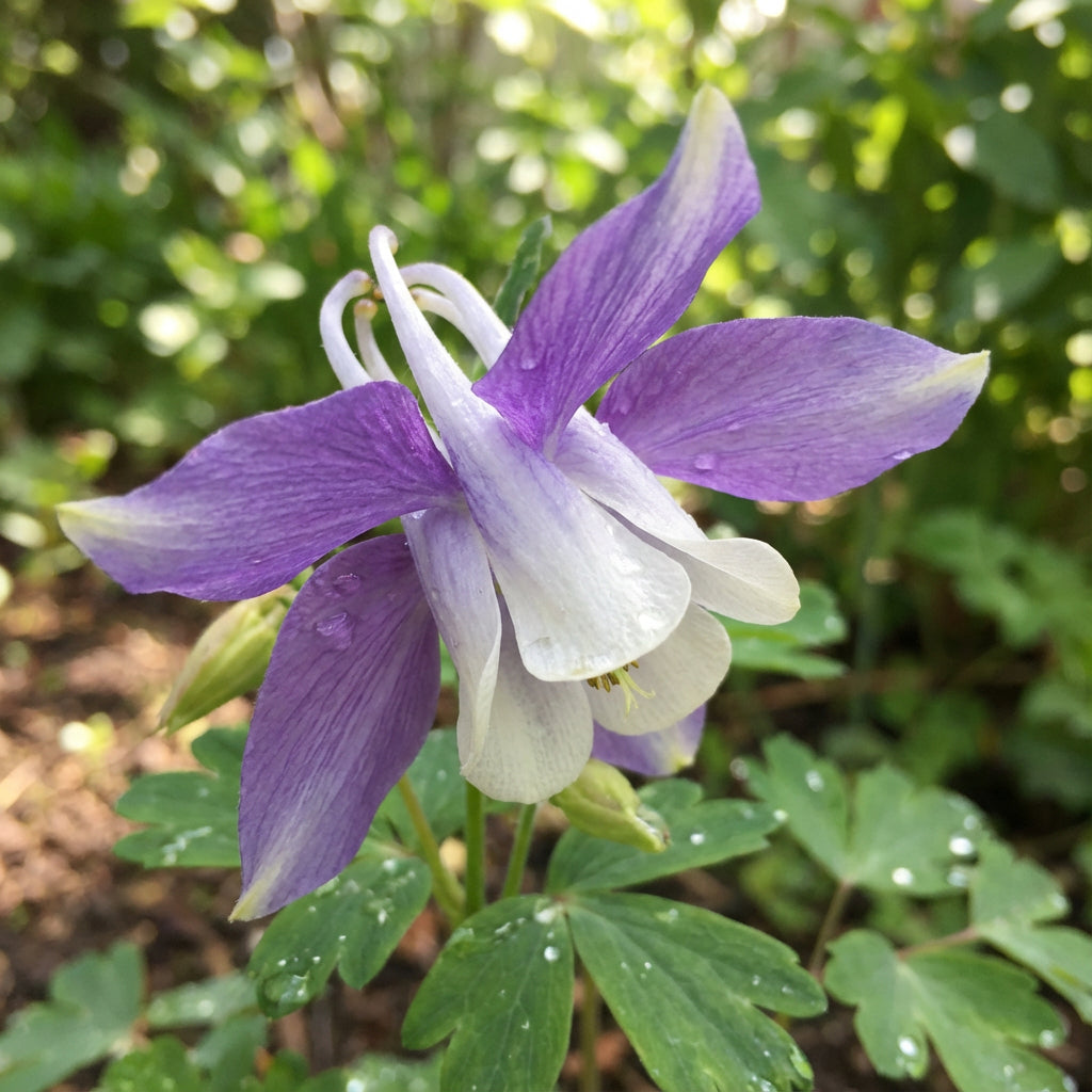 Columbine Flower Seeds for Easy Planting in Woodland Gardens