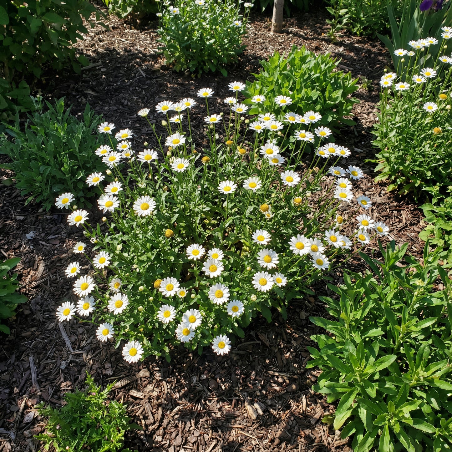 White Paludosum Flower Seeds for Planting Ideal for Lush Garden Blossoms and Elegant Landscape Decor