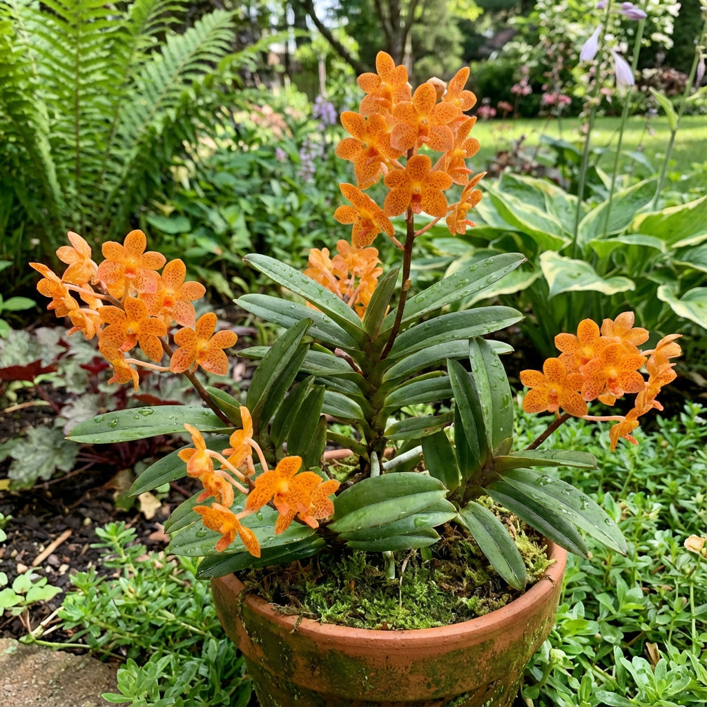 Orange Mini Orchid Flower Seeds for Planting - Vibrant Perennial Blooms