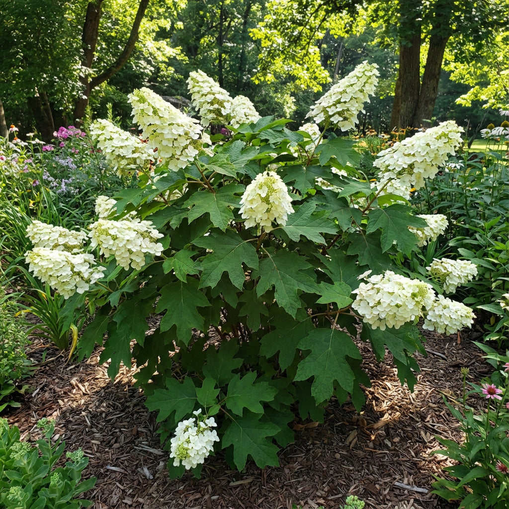 White Quercifolia Flower Seeds for Planting - Elegant Perennial Blooms