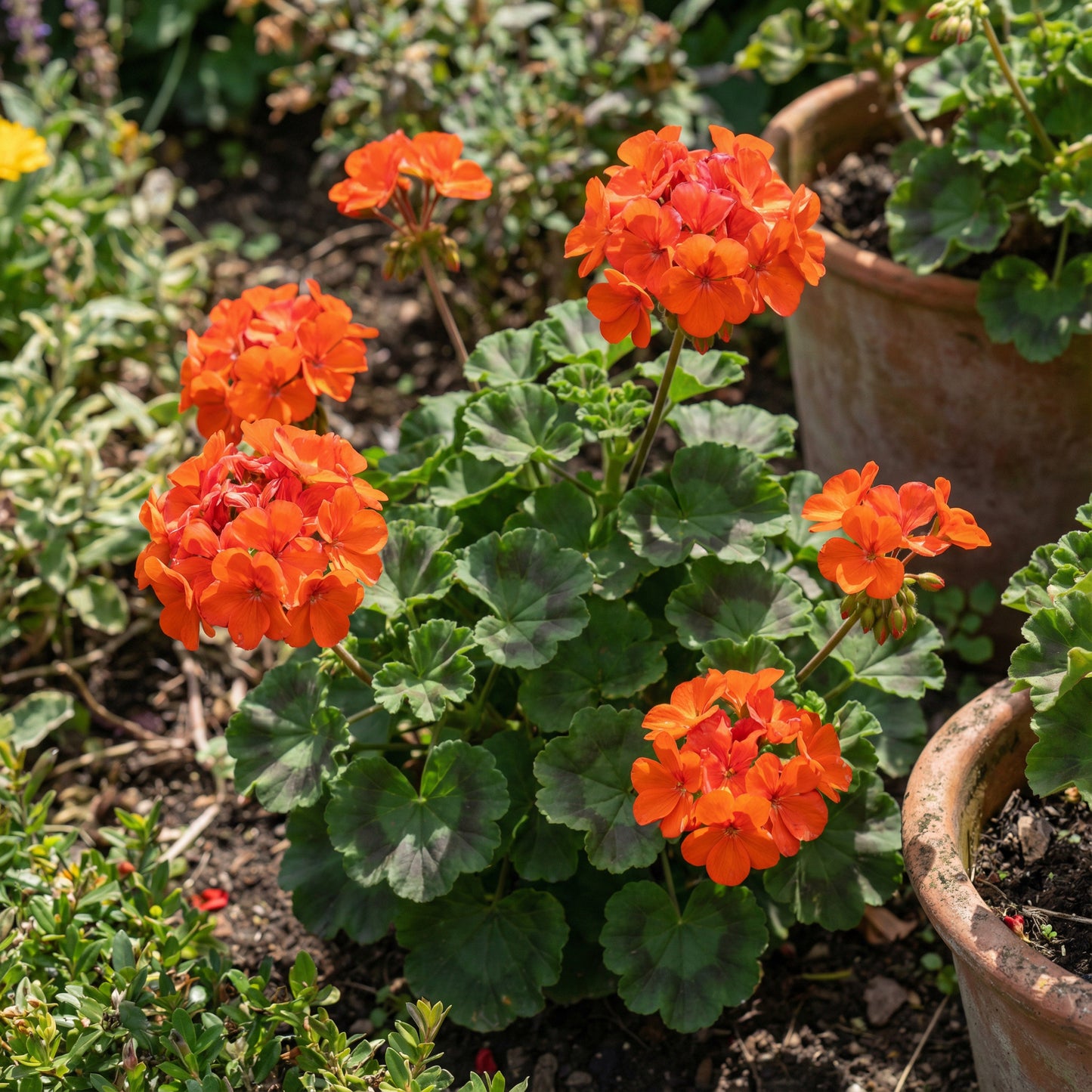 Orange Geranium Maverick Seeds for Bright Summer Blooms