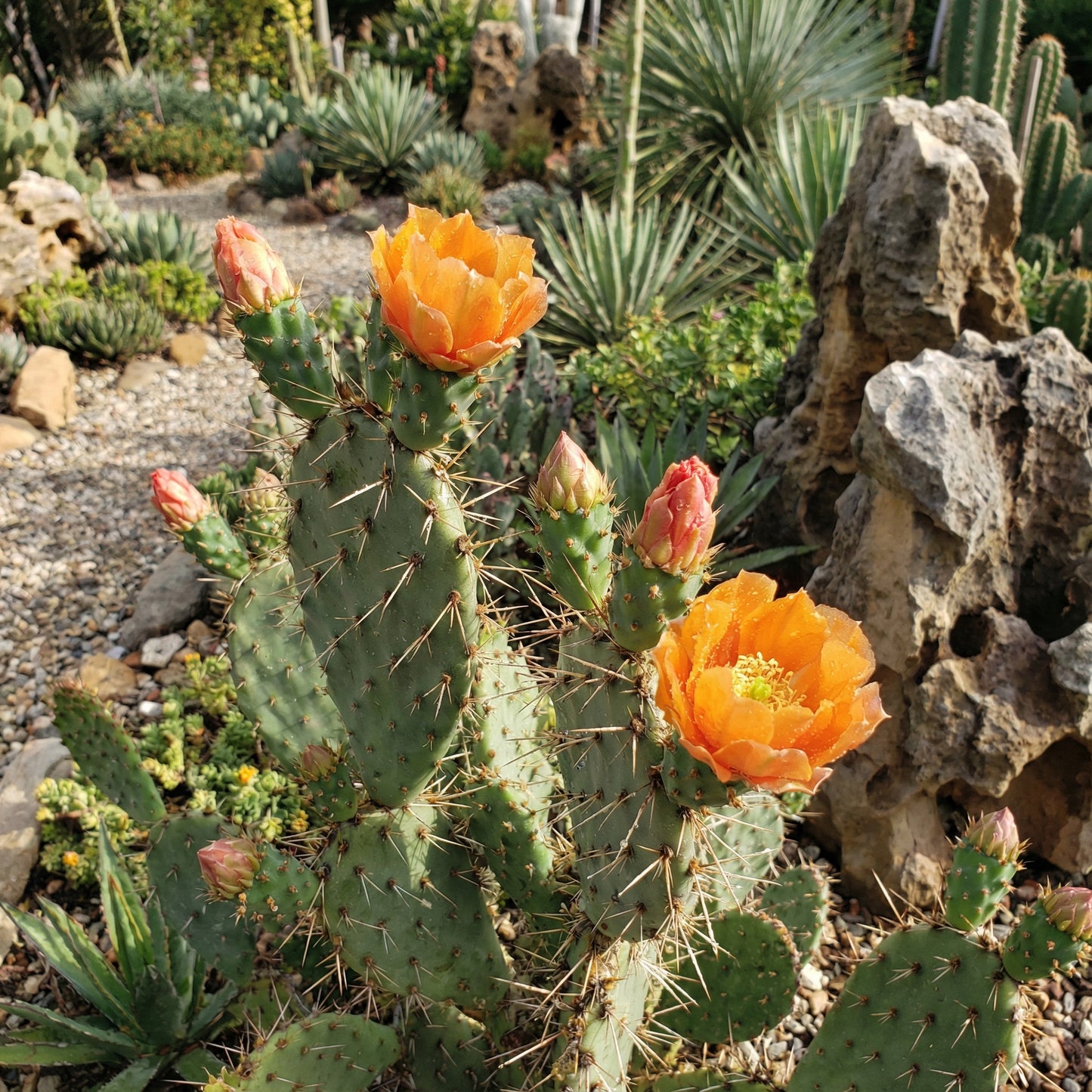 Orange Opuntia Flower Seeds Hardy, Heat-Loving Seeds for Spring & Summer Planting